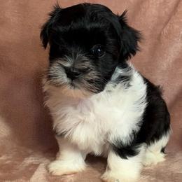Buddy - Black and white male Havanese puppy in Maryville, Missouri from Dreamworks Havanese