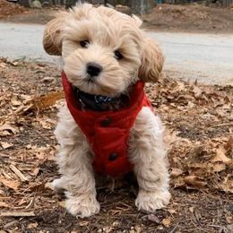 Schnoodle Puppies from Growing Puppies