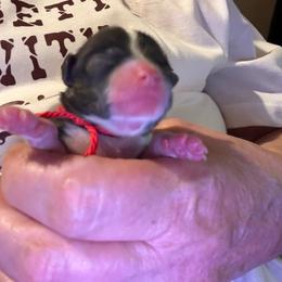 Boncita - Black sabled fawn female Chihuahua puppy in Yamhill, Oregon from Diamond Dog Chihuahuas
