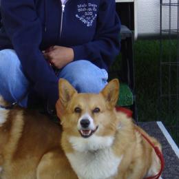 Pembroke Welsh Corgis from Lone Oak Corgi's