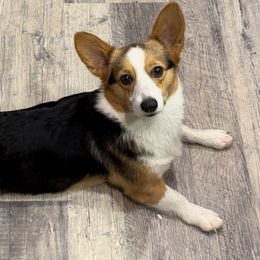 Fluff - Pembroke Welsh Corgi