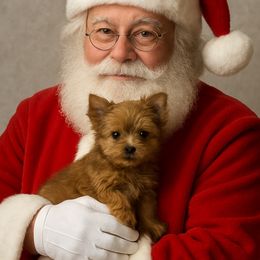 Jingles - Gold male Yorkshire Terrier puppy in Parma Heights, Ohio from Yorkie Darlings ANGELHEARTS YORKIES