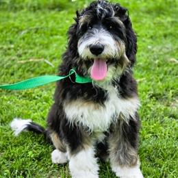 Rowdy - Black tri-color male Aussiedoodle puppy in Lancaster, Minnesota from Wilson Cattle Co.