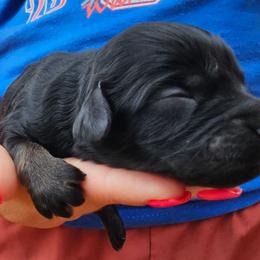 Coral - Black and tan female Cockapoo puppy in Indiahoma, Oklahoma from Phamily Doodles
