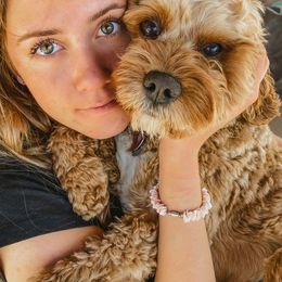 Cavapoo and Poodle All Grown Up from Happy Tails Poods and Doods