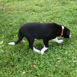 Border Collie Puppies from Porter’s Borders