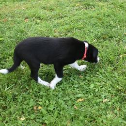 Border Collie Puppies from Porter’s Borders