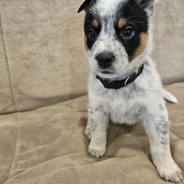 AKC CHAMPION BLOODLINE AUSTRALIAN CATTLE DOG PUPPY - BOY 1 - Blue male Australian Cattle Dog puppy in Cassatt, South Carolina from B & E Farms