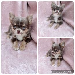 Sissy - Chocolate blue Chihuahua puppy in Williamsburg, Virginia from PAWSitive Cheeky Chihuahuas