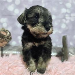 Cronus - Black and silver male Miniature Schnauzer puppy in Neosho, Missouri from Star Light Pups