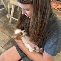 Cavalier King Charles Spaniel Puppies from 5dubs Cavaliers