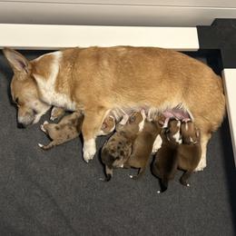 American Corgi Puppies from London Bridge Corgis