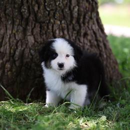Benedict - Black tri male Miniature American Shepherd puppy in Duncan, Oklahoma from Sovereign Miniature American Shepherds