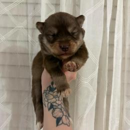 Red - Red and white male Siberian Husky puppy in Jonesborough, Tennessee from Dry Creek Siberians