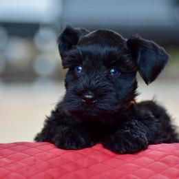 Jet - Black male Miniature Schnauzer puppy in Sumner, Texas from 3M Kennels, LLC