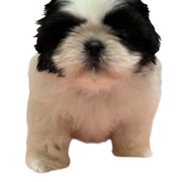 Shih Tzu Puppies from Delight Shihtzu