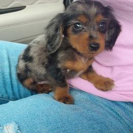 Dachshund Puppies from Southern Paws Dacshunds