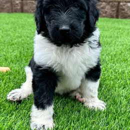 Newfypoo Puppies from Two Sisters Ranch, LLC