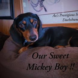Mickey - Dachshund