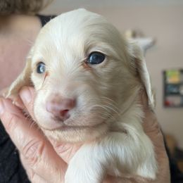 Christo - Piebald male Dachshund puppy in Massachusetts from Honey Bee Dachshunds