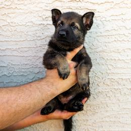 Pup3 - Sable female German Shepherd puppy in Surprise, Arizona from Vom Wustefeuer German Shepherds