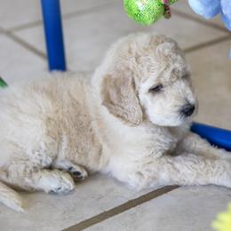 Poodle Puppies from Tamarack Poodles