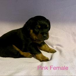 Rottweiler Puppies from Lindsay Boorman