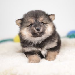 Girl 1 🩷 Black and Tan Wooly Girl - Black and tan female Shiba Inu puppy in Neosho, Missouri from Sunny Terrace Shibas
