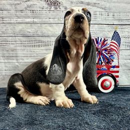 Princess Leia - Black white and brown female Basset Hound puppy in Dingess, West Virginia from Tuckers' Howling Hounds
