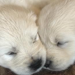 Golden Retriever, Poodle, and Shih Tzu Puppies from Shih Tzu Castle & Platinum Paws