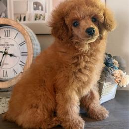 Lucas - Red  male Poodle puppy in Kidder, South Dakota from Continental Cavaliers