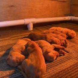 Girl 3 - Golden rust female Vizsla puppy in Riverview, Indiana from Kismet Vizslas