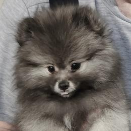 Tia boy 1 - Wolf sable male Pomeranian puppy in Turnersville, New Jersey from MK Exquisite Poms