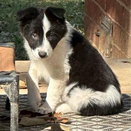 Delta - Black and white female Border Collie puppy in Jonesboro, Arkansas from Hampton Border Collies