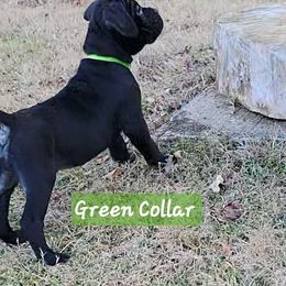 Cane Corso Puppies from Hardradas Dynasty Cane Corso