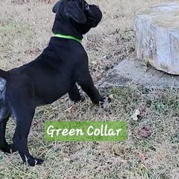 Cane Corso Puppies from Hardradas Dynasty Cane Corso