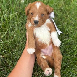 Sparky - Red  male Goldendoodle puppy in Herriman, Utah from Gypsi Doodles & Poodles LLC.