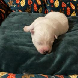 Crystal - White female American Eskimo Dog puppy in Westwego, Louisiana from Connie's American Eskimo Dogs and Mini Australian Shepherd Dogs
