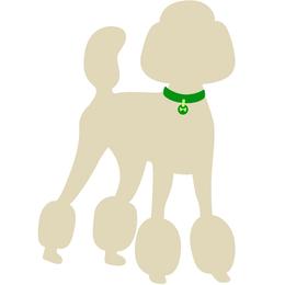 Green collar girl - Cream female Poodle puppy in Forest City, Florida from Forest City Standard Poodles
