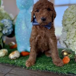 Blue Collar - Red male Irish Doodle puppy in Indiahoma, Oklahoma from Farm Fresh Doodles