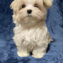 Blue Boy - White male Maltese puppy in Billingsley, Alabama from Euphoria Maltese