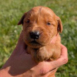Yellow - Dark golden female Golden Retriever puppy in Midland, North Carolina from Alger Farm, LLC