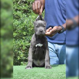 Female 6 - Gray brindle female Cane Corso puppy in Willis, Texas from Royal Guardian Cane Corso