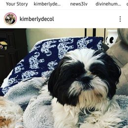 Shih Tzu Puppies from Jannete's Shih Tzus