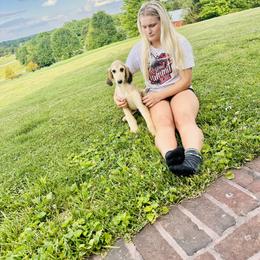 Domino female - Blue and cream male Afghan Hound puppy in Carlisle, Pennsylvania from Winterberry Afghan Hounds