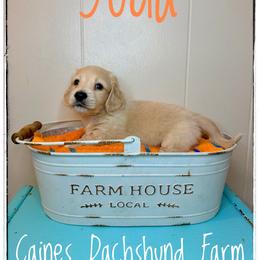 Yoda - Cream male Dachshund puppy in Cincinnati, Ohio from Caines Dachshund Farm