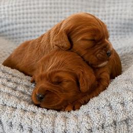 Augustus - Red male Cavapoo puppy in Knoxville, Tennessee from Duke’s Forever Doodles