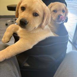Teal - Yellow male Labrador Retriever puppy in Mission Viejo, California from Loving Puppy House