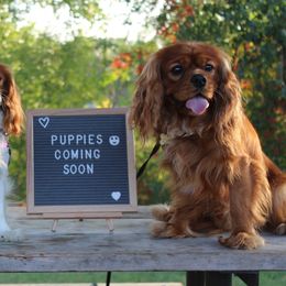 Journey - Cavalier King Charles Spaniel