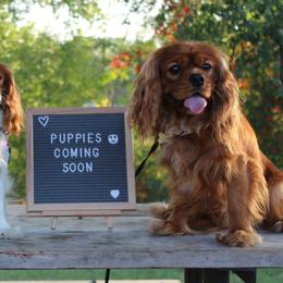 Journey - Cavalier King Charles Spaniel
